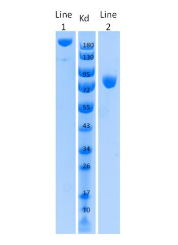 Line1: 1.5 μg/Line, Non-reduced<br />Line2: 1.5 μg/Line, Reduced